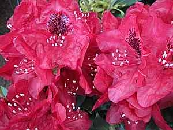 rhododendron blutezeit die eine bla 1 4 tezeit von ca mitte mai bis anfang juni hat hybr aeschbachers rubin bevorzugt lieber halbschattige schattige blute wann rhododendron blutezeit die eine bla 1 4 tezeit von ca mitte mai bis anfang juni hat hybr aeschbachers rubin bevorzugt lieber halbschattige schattige blute wann