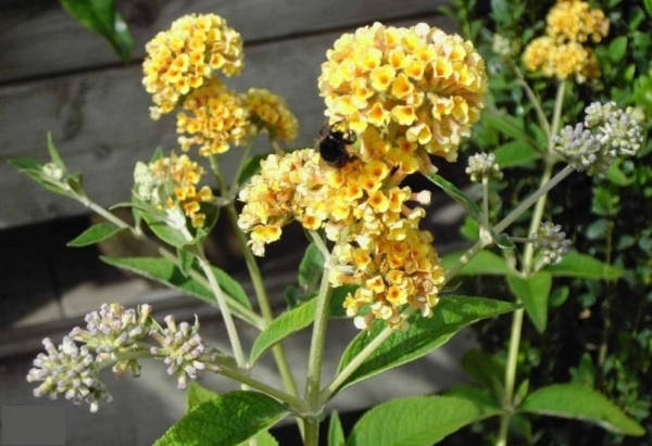 Duftgarten