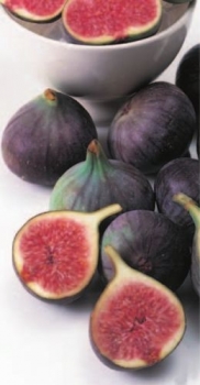 ficus caricabrown turkey echte feige
