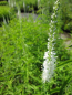 Preview: Der Garten Ehrenpreis White Jolanda ist frostfest