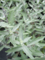 Preview: Die Bartblume Sterling Silver duftet sehr angenehm