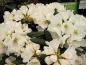 Preview: Der Ball Rhododendron Senator Henry Jackson ist frostfest