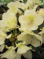 Preview: Der Ball Rhododendron Stern von Japan ist frosthart