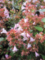 Preview: Abelia grandiflora Rasperry Profusion 1