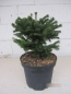 Preview: Abies nordmanniana Saerling 1
