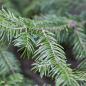 Preview: Abies sachalinensis 1