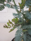 Preview: acacia baileyana purpurea 2