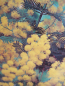 Preview: acacia baileyana purpurea 3