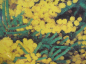 Preview: Acacia dealbata Gaulois Astier 1