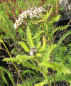 Preview: Hohe Garten-Gold-Garbe Hella Glashoff 2