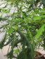 Preview: Aesculus hippocastanum Laciniata 3