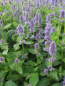 Preview: Asiatische Duftnessel Blue Fortune 1