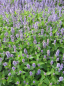 Preview: Asiatische Duftnessel Blue Fortune 2