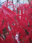 Preview: Ahorn palmatum Atropurpureum 1