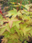 Preview: Ahorn palmatum Peve Chameleon 1