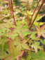 Preview: Ahorn palmatum Peve Chameleon 2