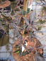 Preview: Ahorn palmatum Peve Stanley 1