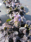 Preview: Ajuga reptans Black Scallop 2