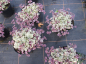 Preview: Ajuga reptans Burgundy Glow  2