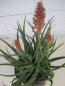 Preview: Aloe Safari Sunrise 1