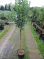 Preview: Felsenbirne Rainbow Pillar 1