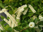 Preview: Amerikanische Rosmarinweide Henry's Garnet 1