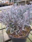 Preview: Andromeda polifolia Blue Lagoon 1