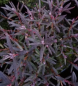 Preview: Andromeda polifolia Violet Viking 1