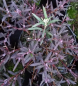 Preview: Andromeda polifolia Violet Viking 2