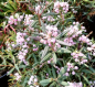 Preview: Andromeda polifolia Violet Viking 3