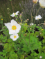 Preview: Herbst-Anemone Andrea Atkinson 3