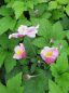 Preview: Herbst-Anemone Robustissima 2