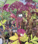 Preview: Roter Engelwurz 3