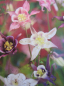Preview: Aquilegia caerulea Biedermeier 1