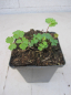 Preview: Aquilegia caerulea Biedermeier 2
