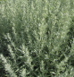 Preview: Garten-Beifuß Silver Queen 3