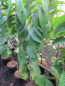 Preview: Asimina triloba Allegheny