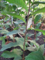 Preview: Asimina triloba Allegheny