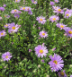 Preview: Berg-Aster Rosa Erfüllung 1