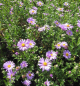 Preview: Berg-Aster Rosa Erfüllung 2