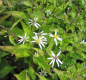 Preview: Sperrige Aster Tradescant 1