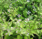 Preview: Sperrige Aster Tradescant 2