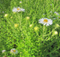 Preview: Rauhblatt-Aster Herbstschnee 2