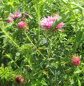 Preview: Rauhblatt-Aster Rosa Sieger - Aster novae-angliae - Neuengland-Aster - sehr bienenfreundlich