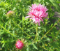 Preview: Rauhblatt-Aster Rosa Sieger - Aster novae-angliae - Neuengland-Aster - sehr bienenfreundlich