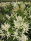 Preview: Prachtspiere Vision in White 2