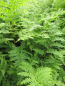Preview: Wald-Frauenfarn Rotstiel 2