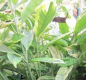 Preview: Japanische Aukube Sulphurea Marginata 2