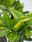 Preview: Aucuba japonica Variegata 1