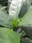 Preview: Aucuba japonica Viridis 2